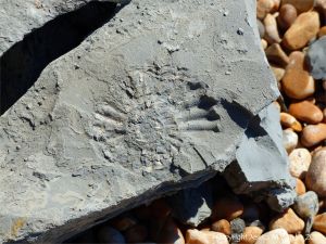 Ammonite fossil on Seatown Beach