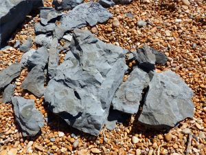 Ammonite fossils on Seatown Beach