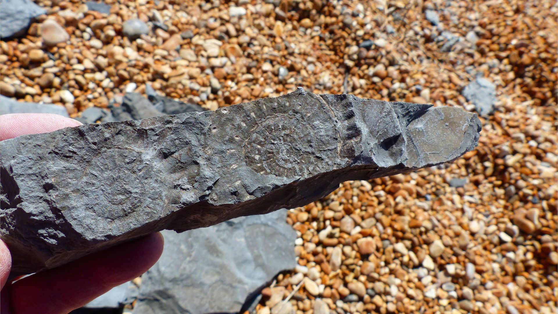 Ammonite fossils on Seatown Beach