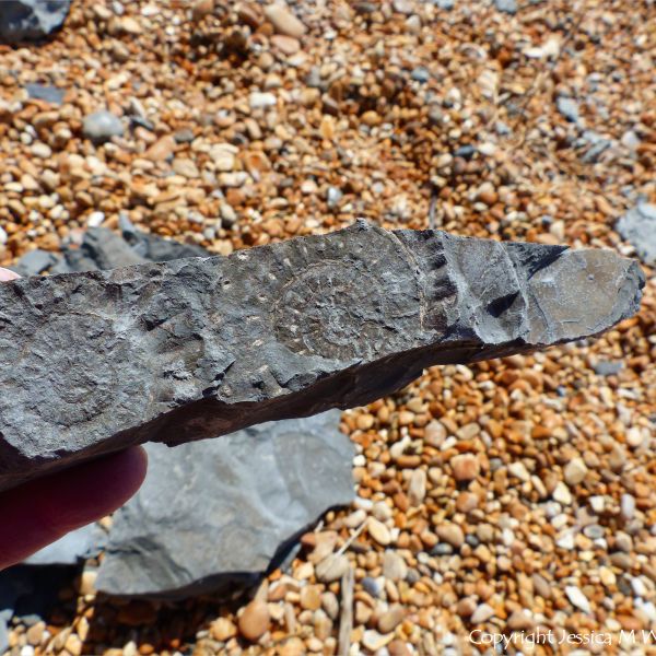 Ammonite fossils on Seatown Beach