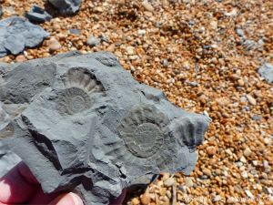 Ammonite fossils on Seatown Beach