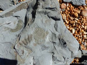 Ammonite fossils on Seatown Beach