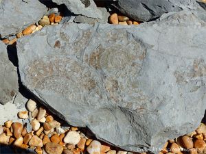 Ammonite fossils on Seatown Beach