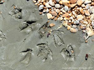 Large webbed seabird footprints with skin impression in soft mud on the beach