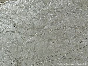 Tracks and trails made by small seashore invertebrate creatures in soft mud