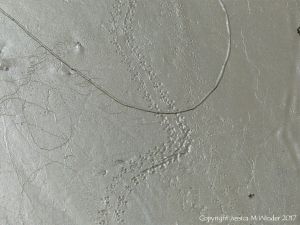Tracks and trails made by small seashore invertebrate creatures in soft mud