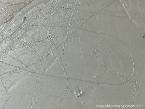 Tracks and trails made by small seashore invertebrate creatures in soft mud