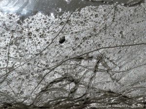 Tracks and trails made by small seashore invertebrate creatures in soft mud