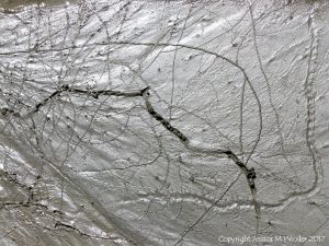 Tracks and trails made by small seashore invertebrate creatures in soft mud