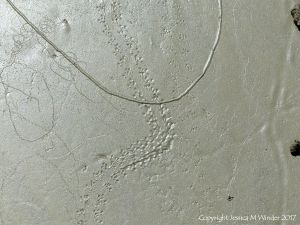 Tracks and trails made by small seashore invertebrate creatures in soft mud