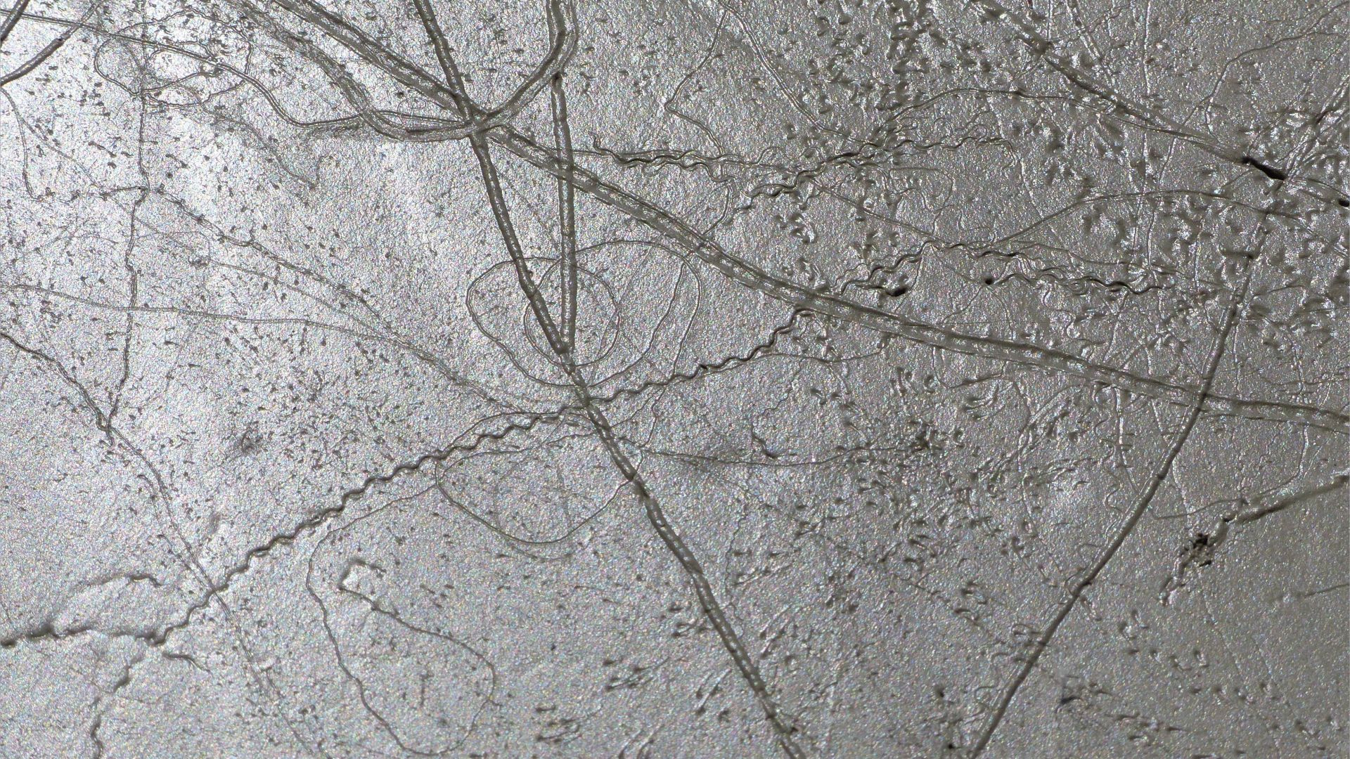 Tracks and trails made by small seashore invertebrate creatures in soft mud