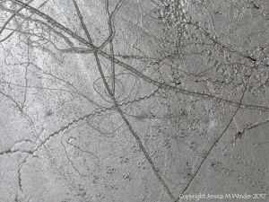 Tracks and trails made by small seashore invertebrate creatures in soft mud