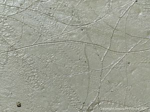 Tracks and trails made by small seashore invertebrate creatures in soft mud