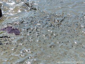 Holes in rock made by piddocks
