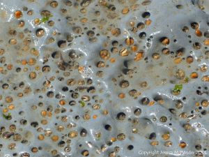 Holes in rock made by piddocks