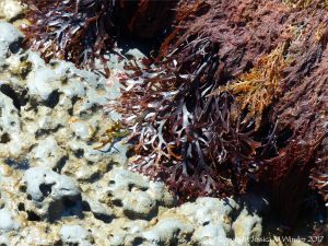 Holes in rock made by piddocks