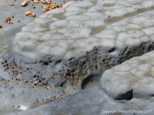 Intertidal rocks with holes made by burrowing bivalves called piddocks contributes to coastal erosion processes.