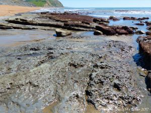 Intertidal rocks with holes made by burrowing bivalves called piddocks contributes to coastal erosion processes.