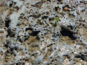 Intertidal rocks with holes made by burrowing bivalves called piddocks contributes to coastal erosion processes.
