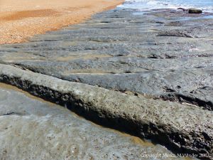 Intertidal rocks with holes made by burrowing bivalve molluscs called piddocks