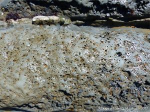 Intertidal rocks with holes made by burrowing bivalve molluscs called piddocks