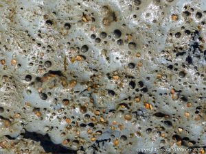 Intertidal rocks with holes made by burrowing bivalve molluscs called piddocks