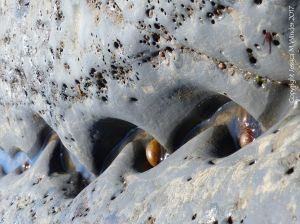 Intertidal rocks with holes made by burrowing bivalve molluscs called piddocks