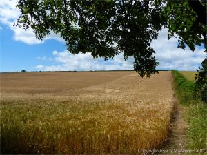 Barley ripening in a Dorset field