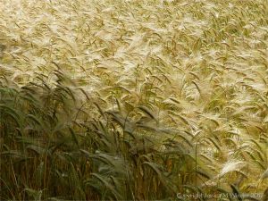 Barley ripening in a Dorset field