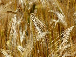 Barley ripening in a Dorset field