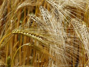 Barley ripening in a Dorset field