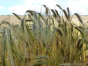 Barley ripening in a Dorset field