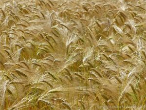 Barley ripening in a Dorset field