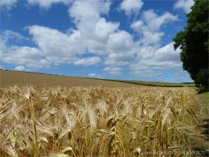 Barley ripening in a Dorset field