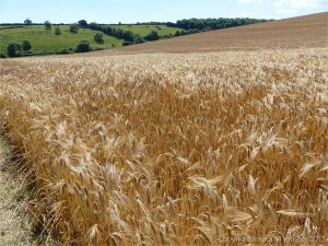 Barley ripening in a Dorset field