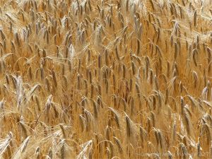 Barley ripening in a Dorset field