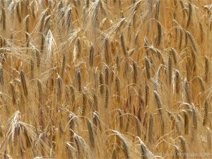 Barley ripening in a Dorset field