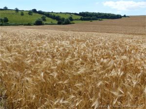 Barley ripening in a Dorset field