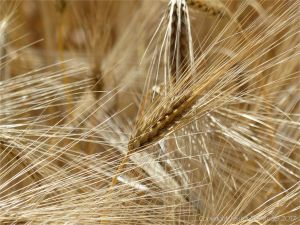Barley ripening in a Dorset field