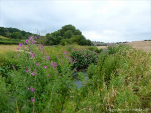 River bank vegetation in the Dorset countryside