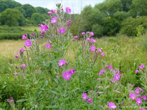Pink flowers of Great Willowherb on the river bank