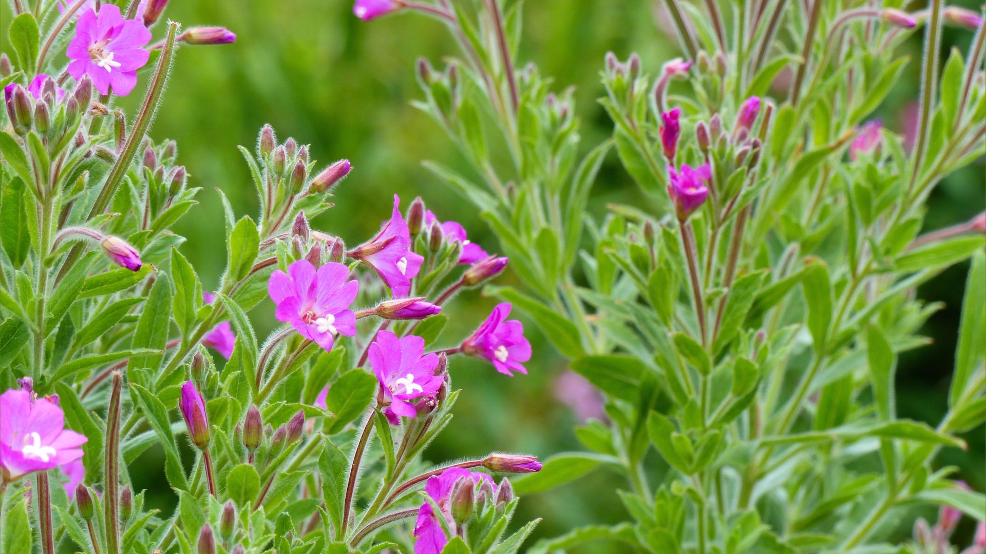 Pink flowers of Great Willowherb on the river bank