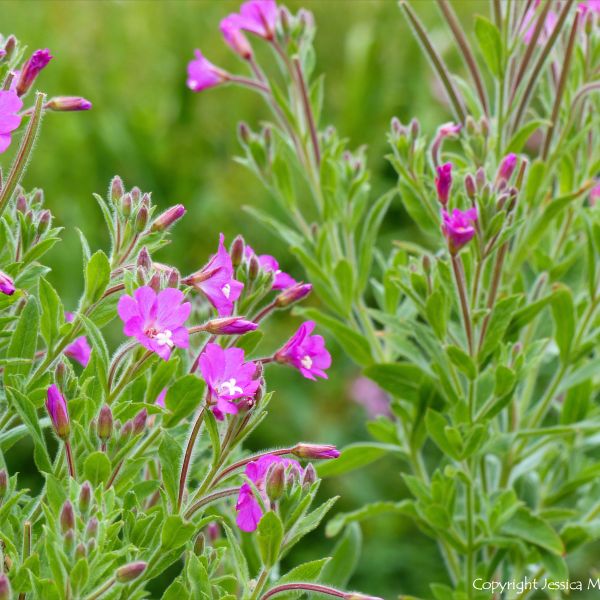 Pink flowers of Great Willowherb on the river bank