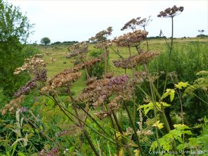 Umbellifera seed heads on the river bank