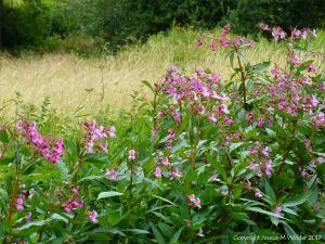 Himalayan Balsam with pink flowers along the river bank