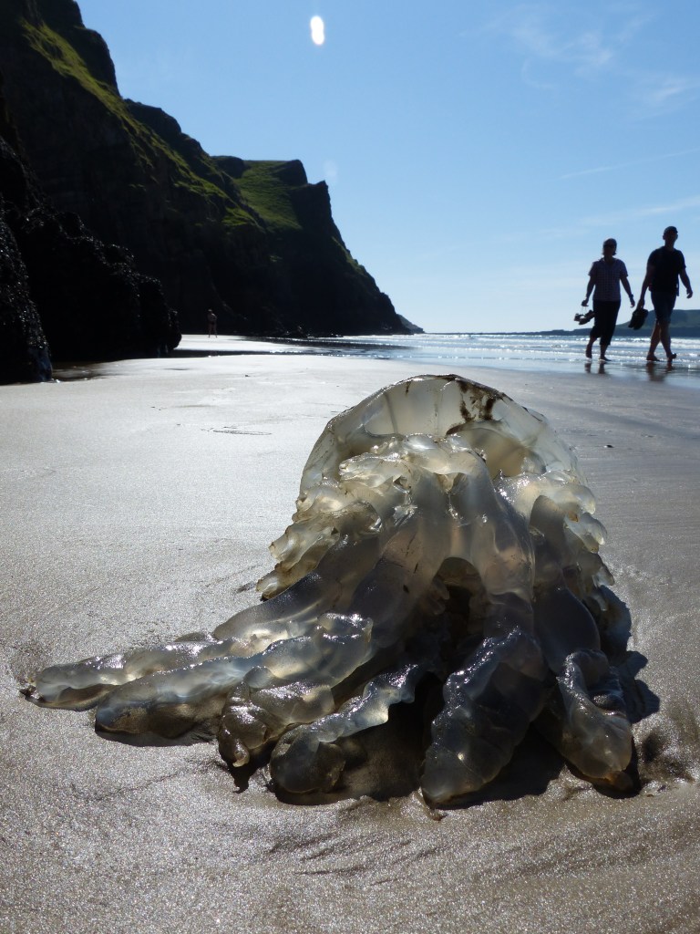 Rhizostoma octopus Linnaeus