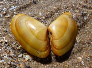 Donal vittatus (Da Costa)