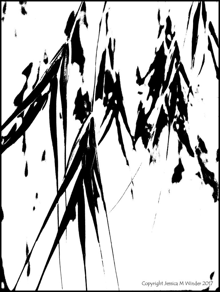 Black and white abstracted image of grasses