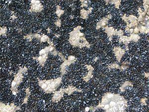 Mussels, limpets, and barnacles growing on limestone at Fall Bay