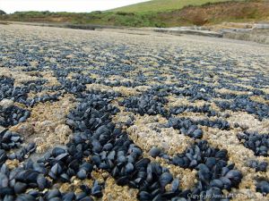 Mussels, limpets, and barnacles growing on limestone at Fall Bay